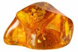 Detailed Fossil Fly (Mycetophilidae) In Baltic Amber #105451-3